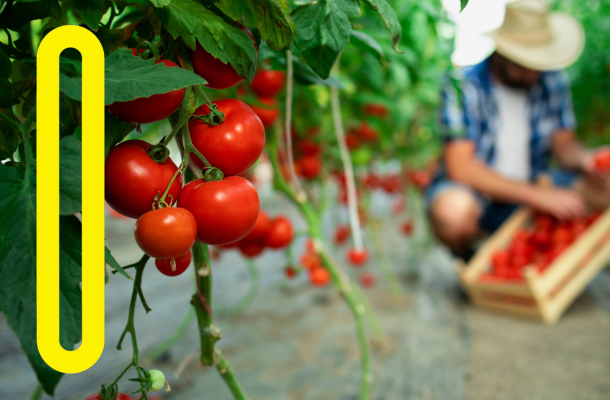 Molto più di un buon piatto: dall’agricoltura alla cura dell’ambiente, dall’innovazione all’inclusione