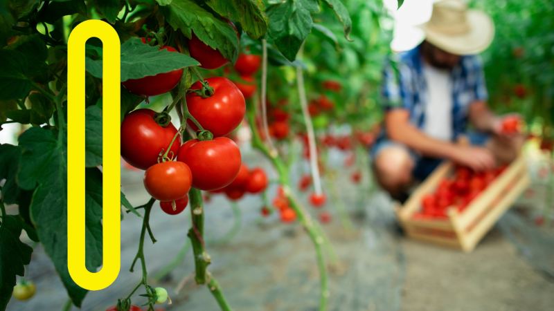 Molto più di un buon piatto: dall’agricoltura alla cura dell’ambiente, dall’innovazione all’inclusione